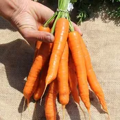 Adana F1 Untreated Carrot Seeds