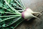 American Purple Top Rutabaga Seeds