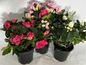 4″ Azalea