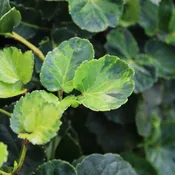 Aralia Houseplants