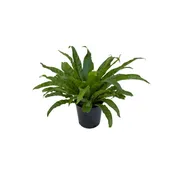 Asplenium antiquum (Japanese Bird's Nest Fern)