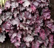 Heuchera Northern Exposure Purple