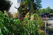 Aesculus sylvatica
