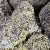 Mint Chocolate Chip | 3.5 Grams | Hybrid