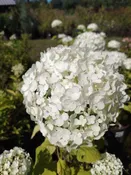 Annabelle Smooth Hydrangea