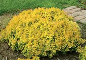 Barberry, Golden