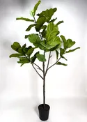 7.5ft Fiddle Leaf Fig Tree