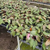 3” Pink Princes Philodendron - Bulk 10 Pots - Live Indoor Plants (Case of 10 Pots)