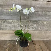 Double stem Medium Height White Orchid