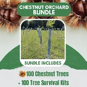 Chestnut Orchard Bundle - 100 Trees + Kits!