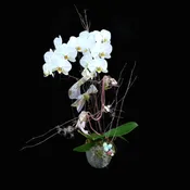 Orchid Planter
