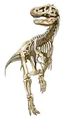 Giant Tyrannosaurus rex Skeleton Dinosaur Cardboard Stand up 76 inch x 38 inch
