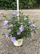 Blue Chiffon® Rose of Sharon Shrub