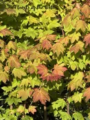 ACER CIRCINATUM, Vine Maple 2 gallon