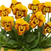 Sorbet Honeybee Viola