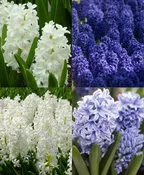 The Fragrant Blue & White Hyacinth Special
