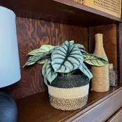 Alocasia Baginda 'Silver Dragon' Elephant Ear