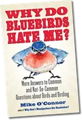 “Why Do Bluebirds Hate Me?”
