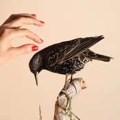 Small Bird Taxidermy Course