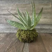 Aloe Ha Kokedama