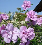 Ardens Rose of Sharon