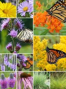 32 Plant Monarch Garden for Dry Soils