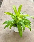 10" Dracaena Limelight