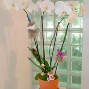 (Four Stem) White Orchid Plant