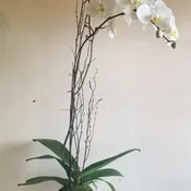Solo Stem Phalaenopsis Orchid