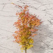 Acer palm 'Sango kaku'