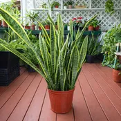 3 gal Birdsnest Sansevieria