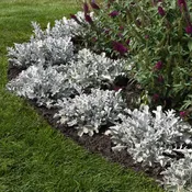 Centaurea ragusina 'Balcentsirl' ~ Silver Swirl Dusty Miller
