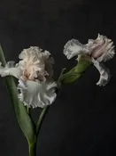 Beauty Within Bearded Iris Rhizome | Fall Preorder — FLWR Shop