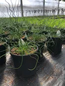Sirals Corkscrew Rush – Perennial —  Wagenmaker Greenhouses