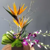 Tropical Florae