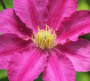 Abilene™ Clematis (Clematis abilene ‘Abilene’) – 1 gallon