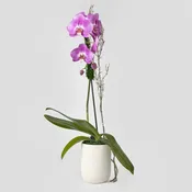 Flamingo Orchid