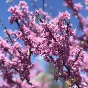 Alley Cat Redbud