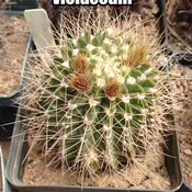 Acanthocalycium violaceum   #6