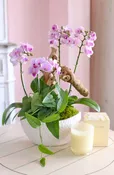 CALABASAS BLUSH CASCADE ORCHIDS