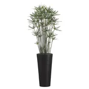 7.5’H Cypress in Bamboo Tall Black Container