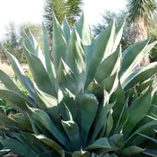 Agave aff. colorata ‘Supreme’