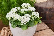 Ageratum Aloha White PLT