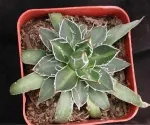 AGAVE BLACK WIDOW