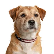 American Flag Clip-on Pet Collar