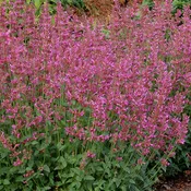 Agastache ‘Summer Love’