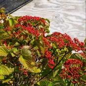 Cardinal Candy Viburnum