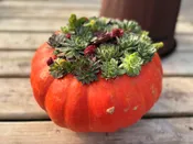 Succulent Topped Pumpkin Class — WOJOS GREENHOUSE