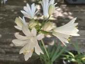 Agapanthus 'Double Diamond'