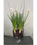 PAPER WHITE WINTER PLANTER